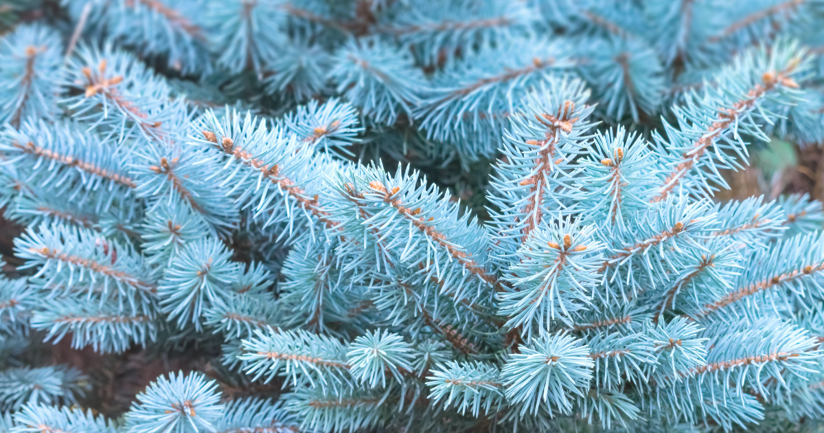 Blue Spruce.png