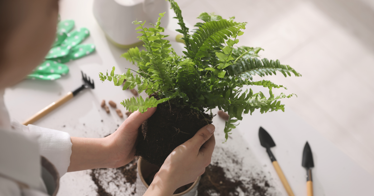 Repotting Boston Ferns (1).png