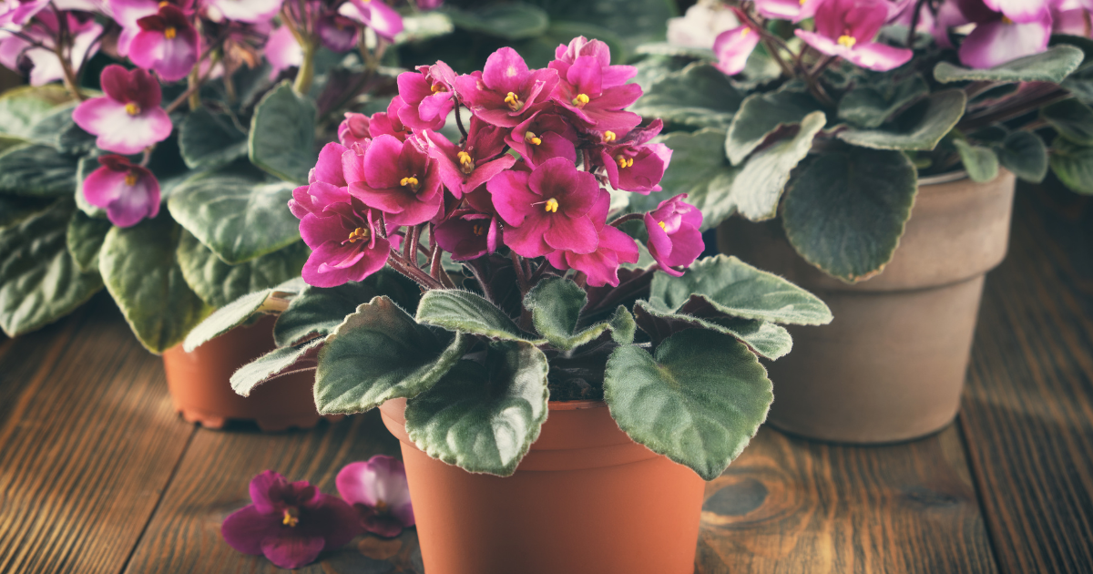 repotting african violets.png