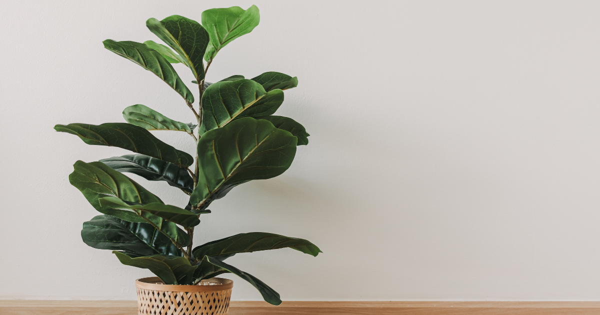 Fiddle leaf fig poisonous best sale