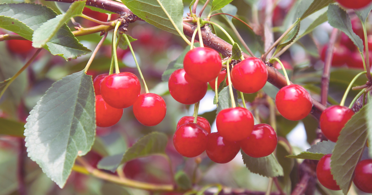 Cherries.png