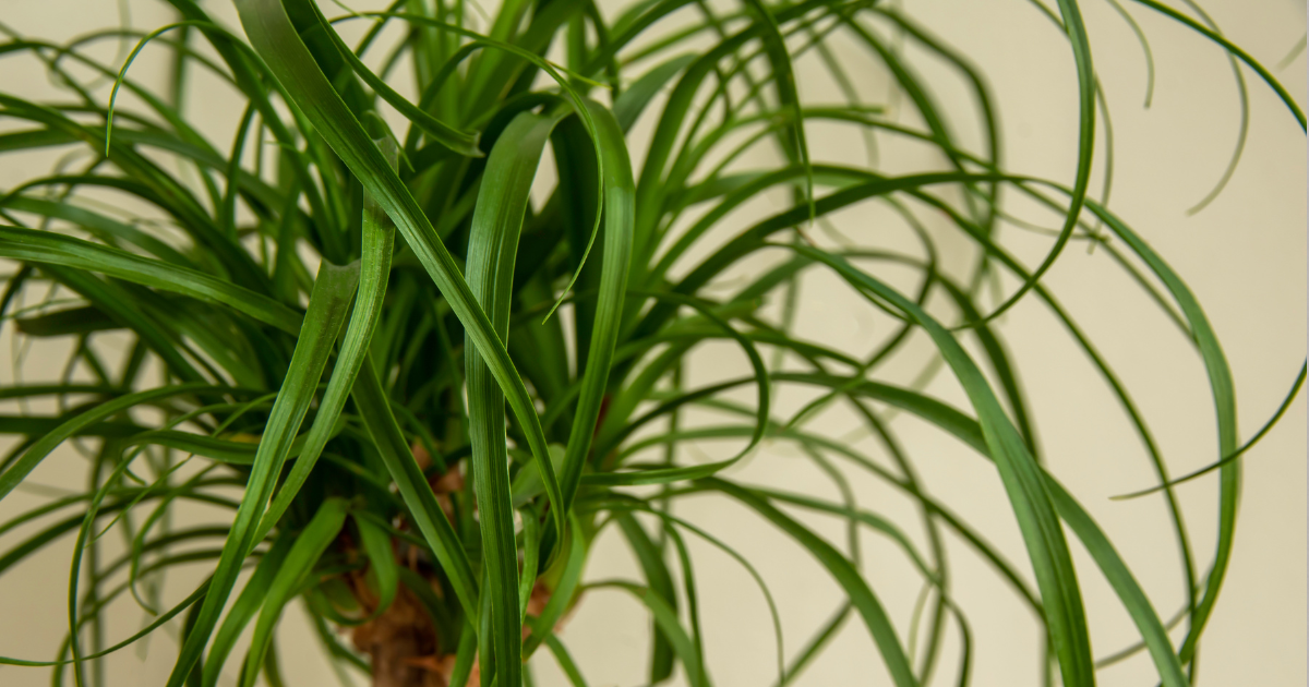 Ponytail Palms.png