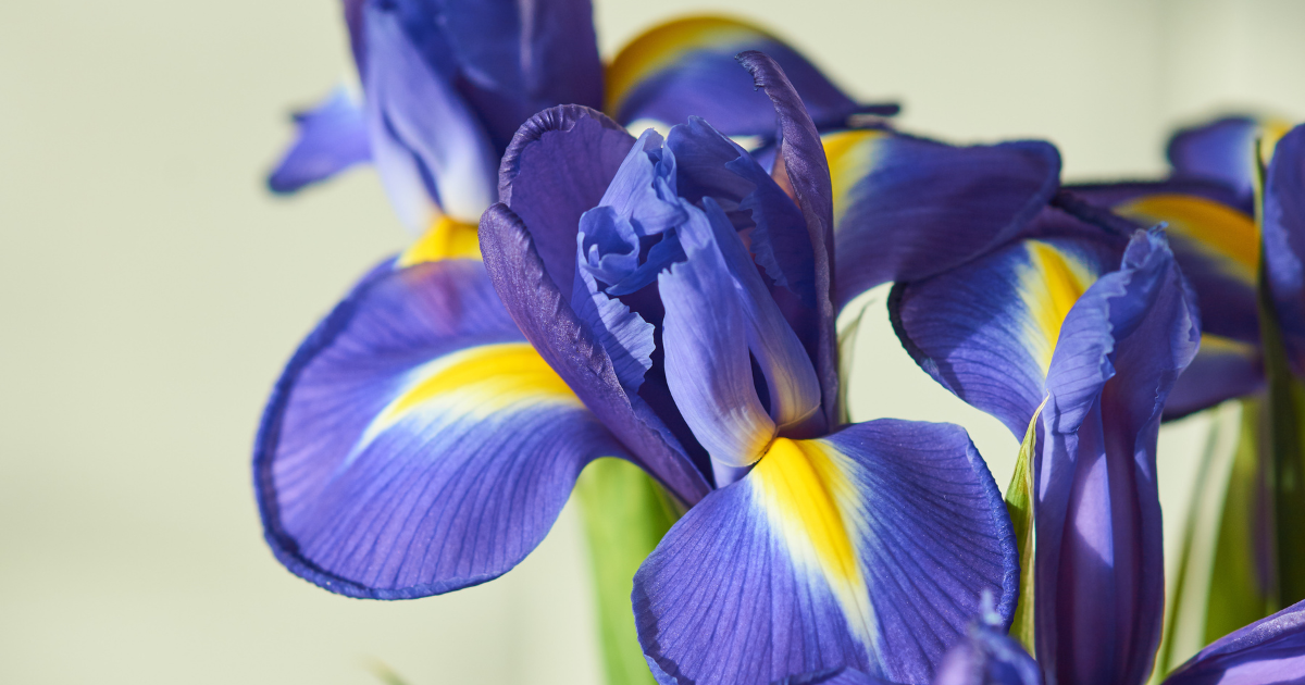 Irises.png