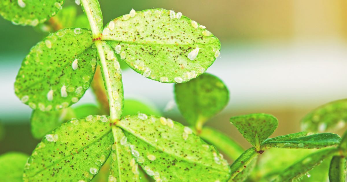Whiteflies.png