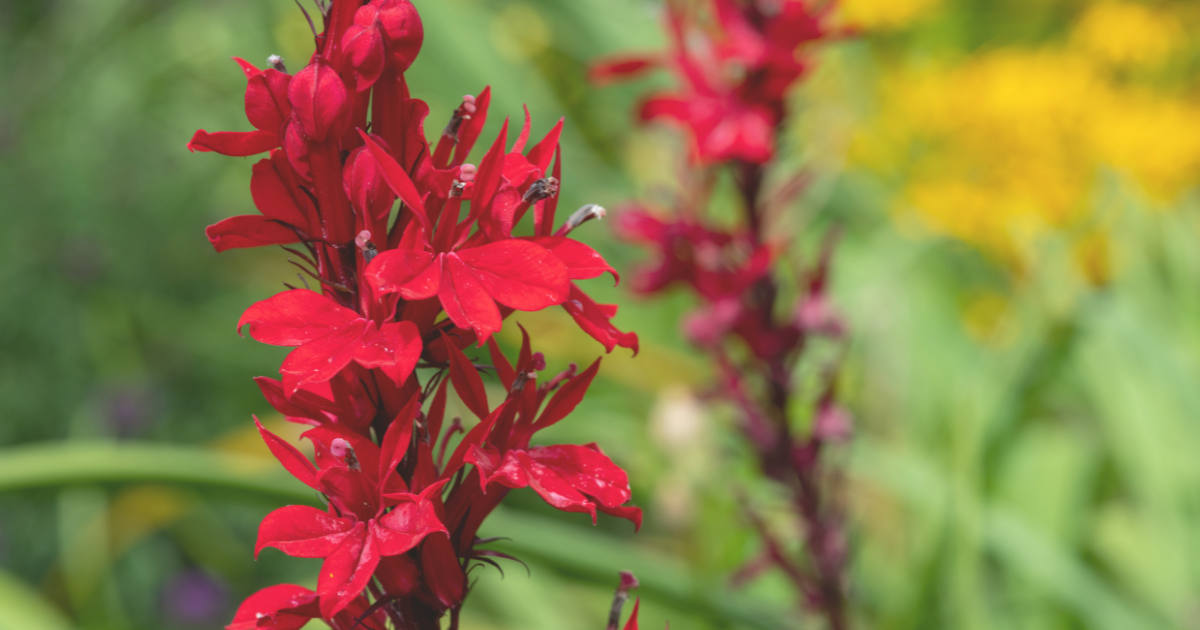 Cardinal Flower.png