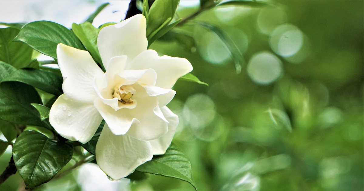 outdoor Gardenias.png