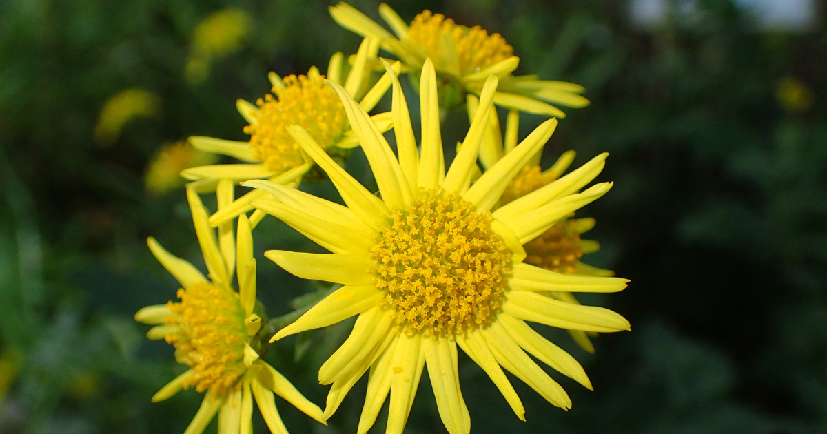 Indian Chrysanthemum.png