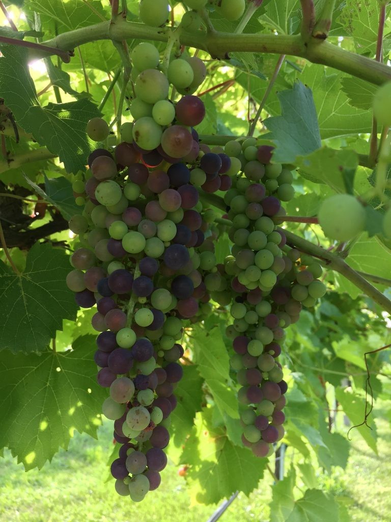 The vineyard grows a variety of hardy and cold-weather grapes.