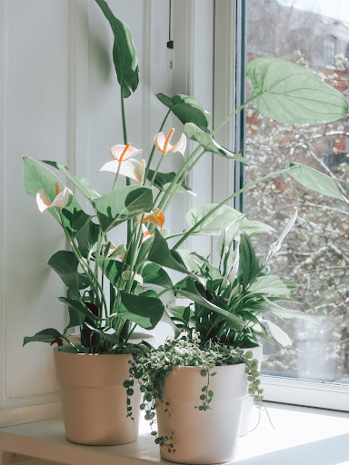 Winter House Plants 5.jpg