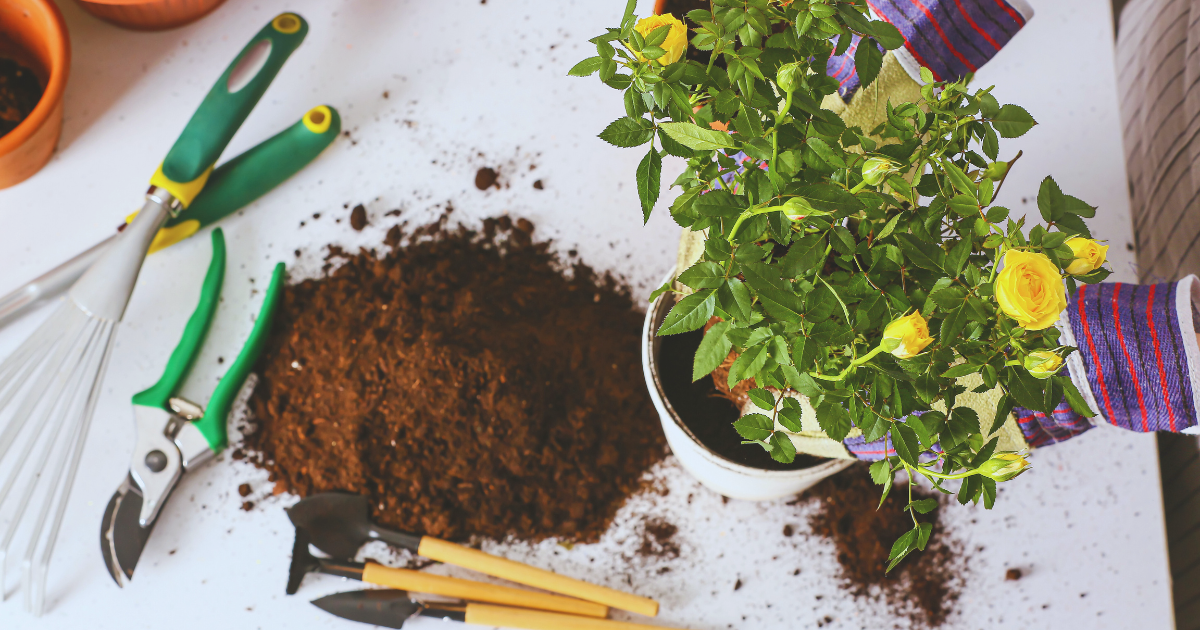 Essential Repotting Supplies List.png