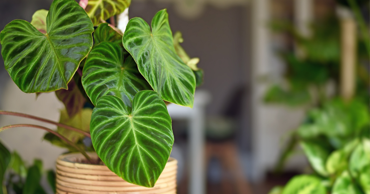 philodendron.png