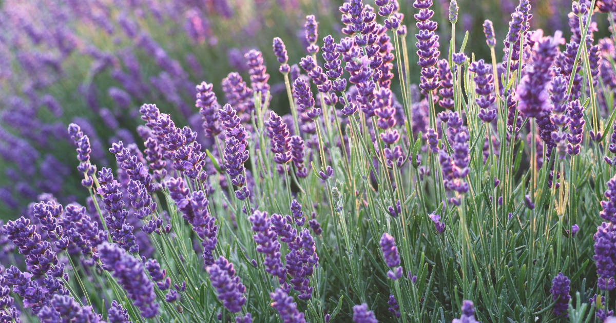 Lavender.png