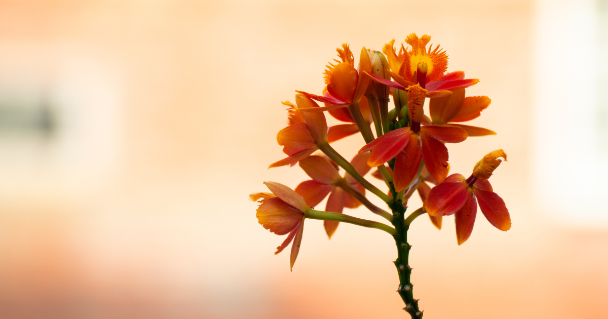 Epidendrum Orchids.png