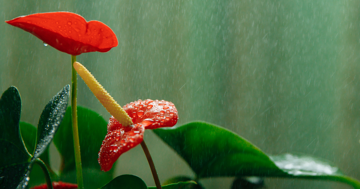 anthurium watering.png