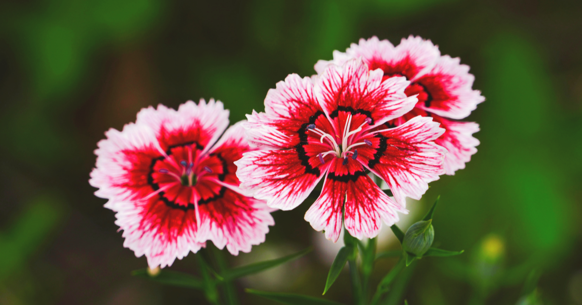Dianthus.png