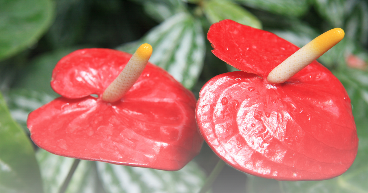 Anthurium Andraeanum.png