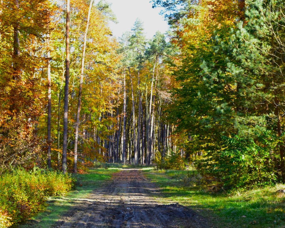 Zajęcia w szkółce leśnej | Leśna, piaszczysta droga, po bokach i na końcu której rosną drzewa i krzewy w barwach jesieni. Między koronami drzew prześwituje niebo..JPG