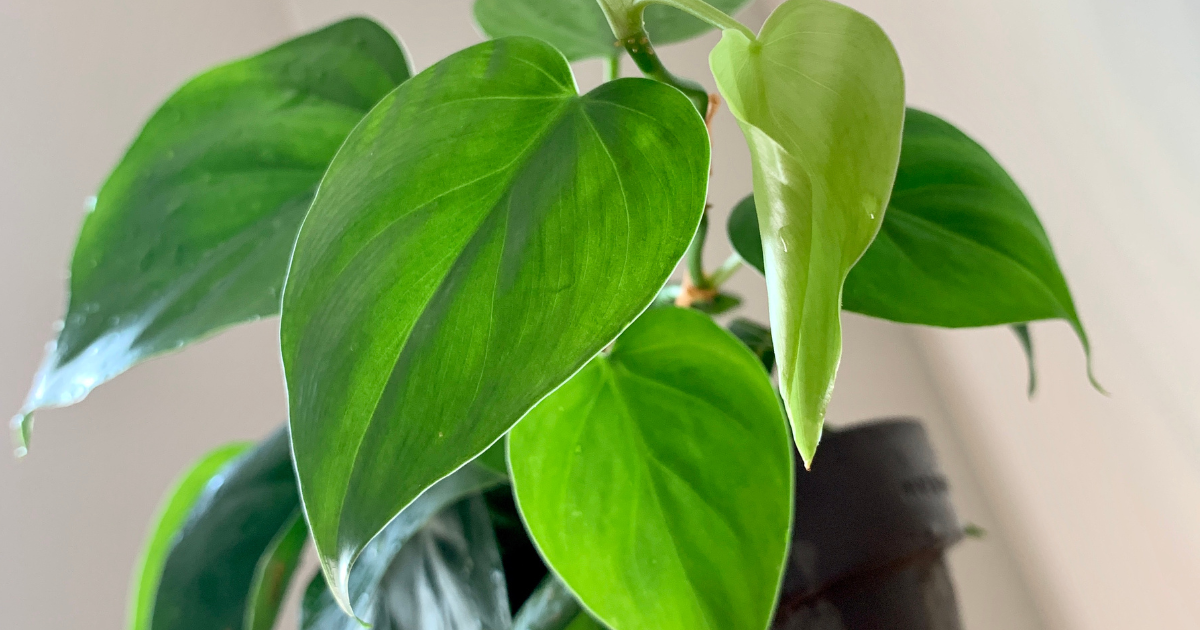 Heartleaf Philodendron.png