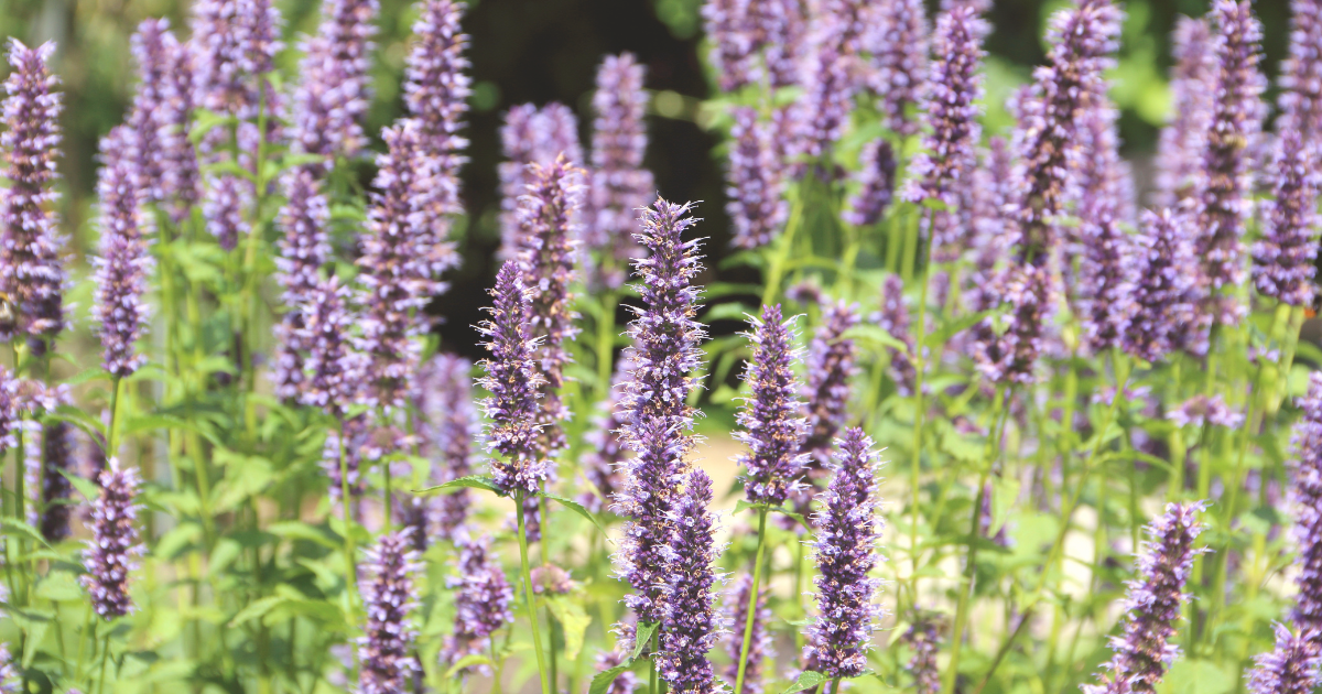 anise hyssop.png