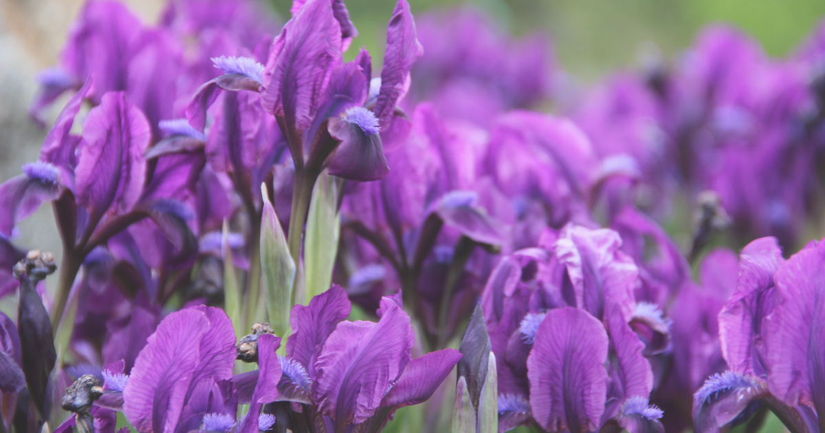 Irises.png