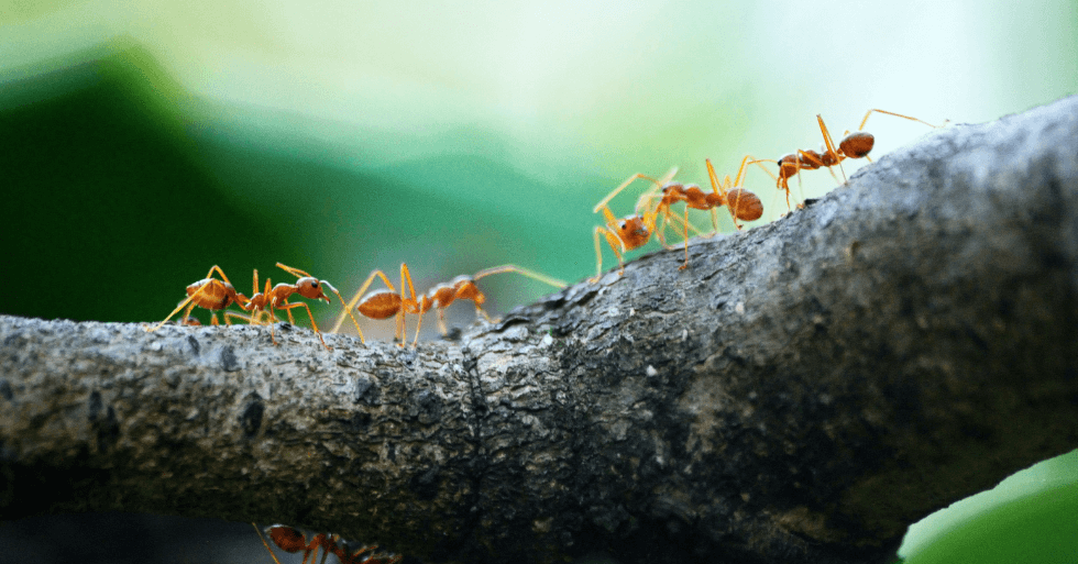 3 consejos para controlar los gastos hormiga y ahorrar en 2023
