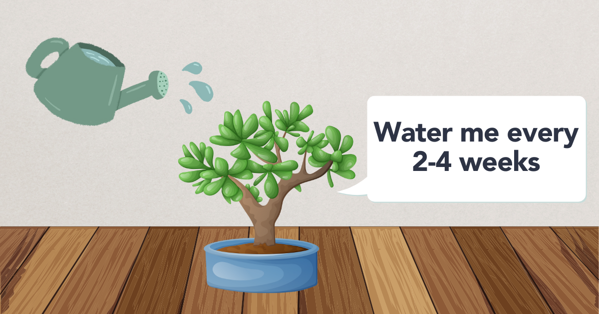watering jade plant.png
