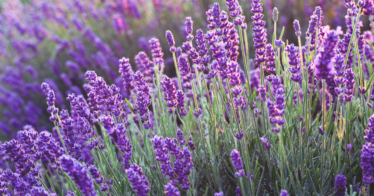 Lavender.png