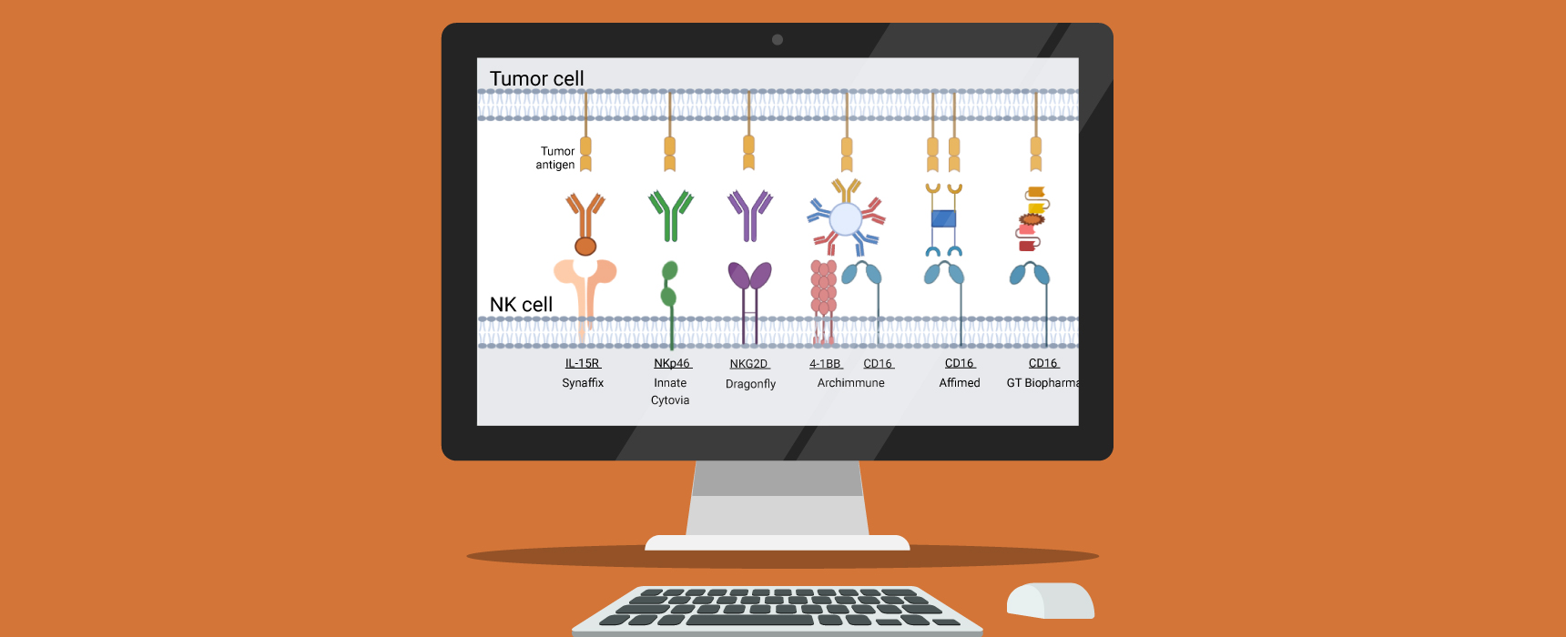 BioCentury - NK cell engagers gain traction on broader bispecifics momentum