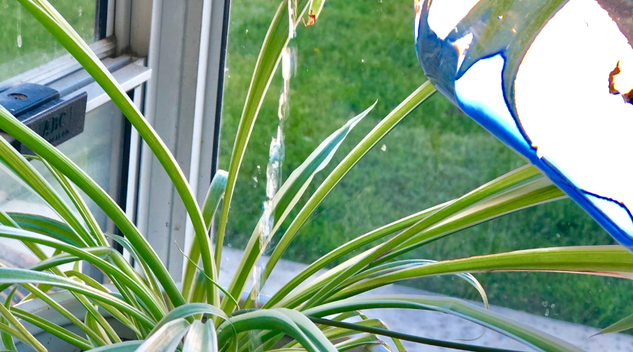 how-much-water-does-a-spider-plant-need.png