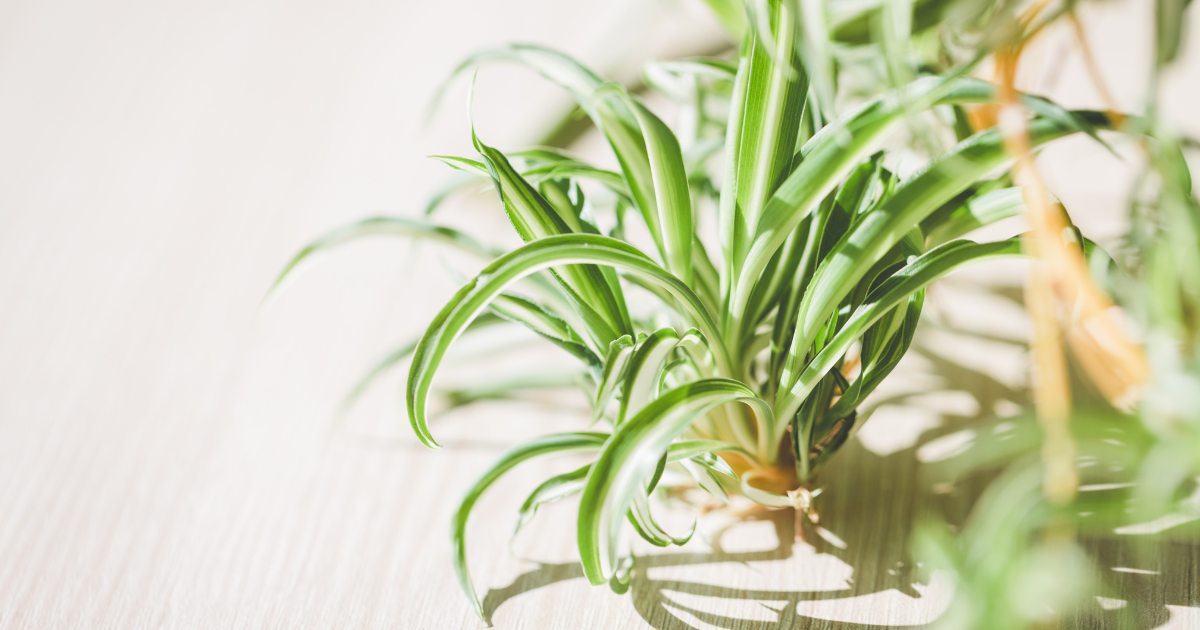 Spider Plant.png