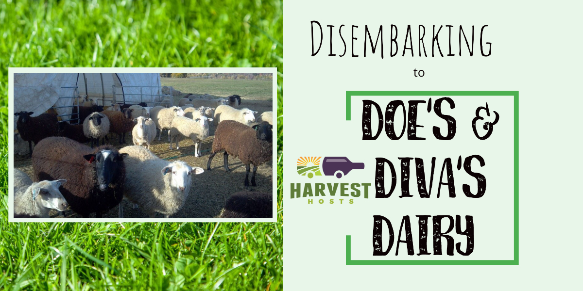 Disembarking to Doe''s and Diva''s Dairy