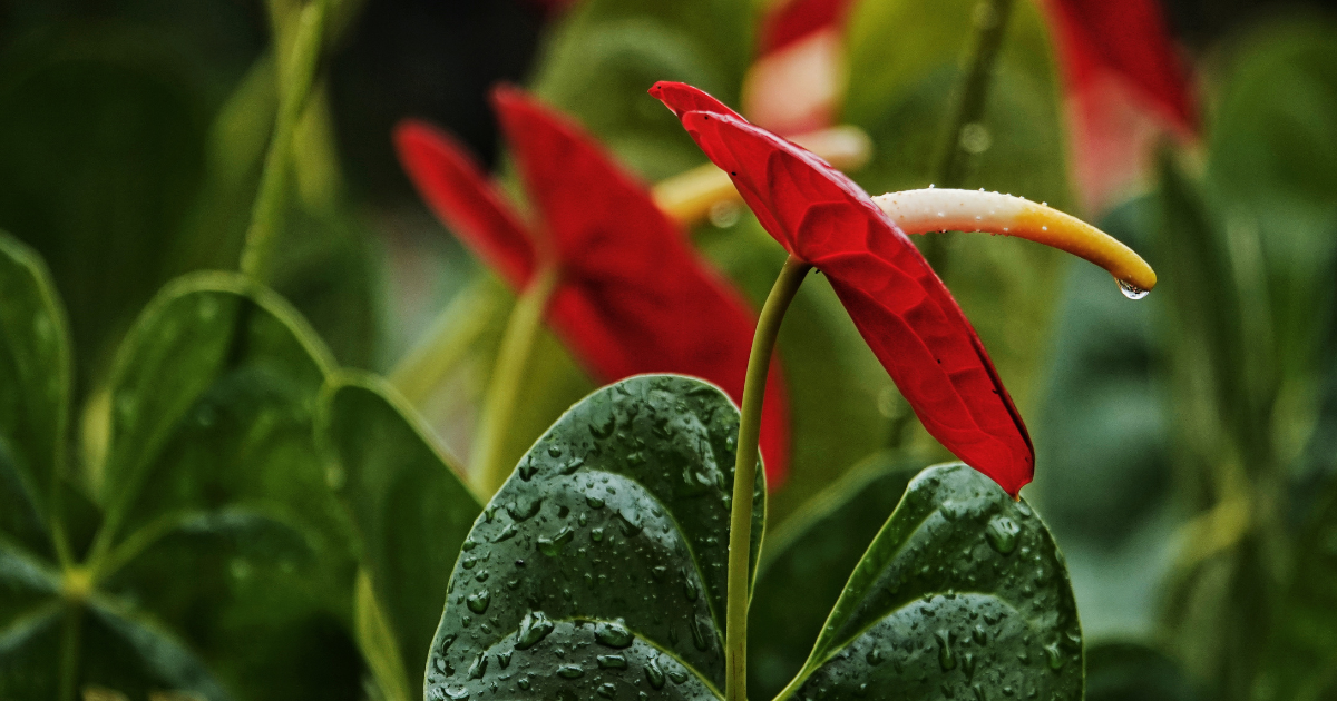 Anthurium (2).png