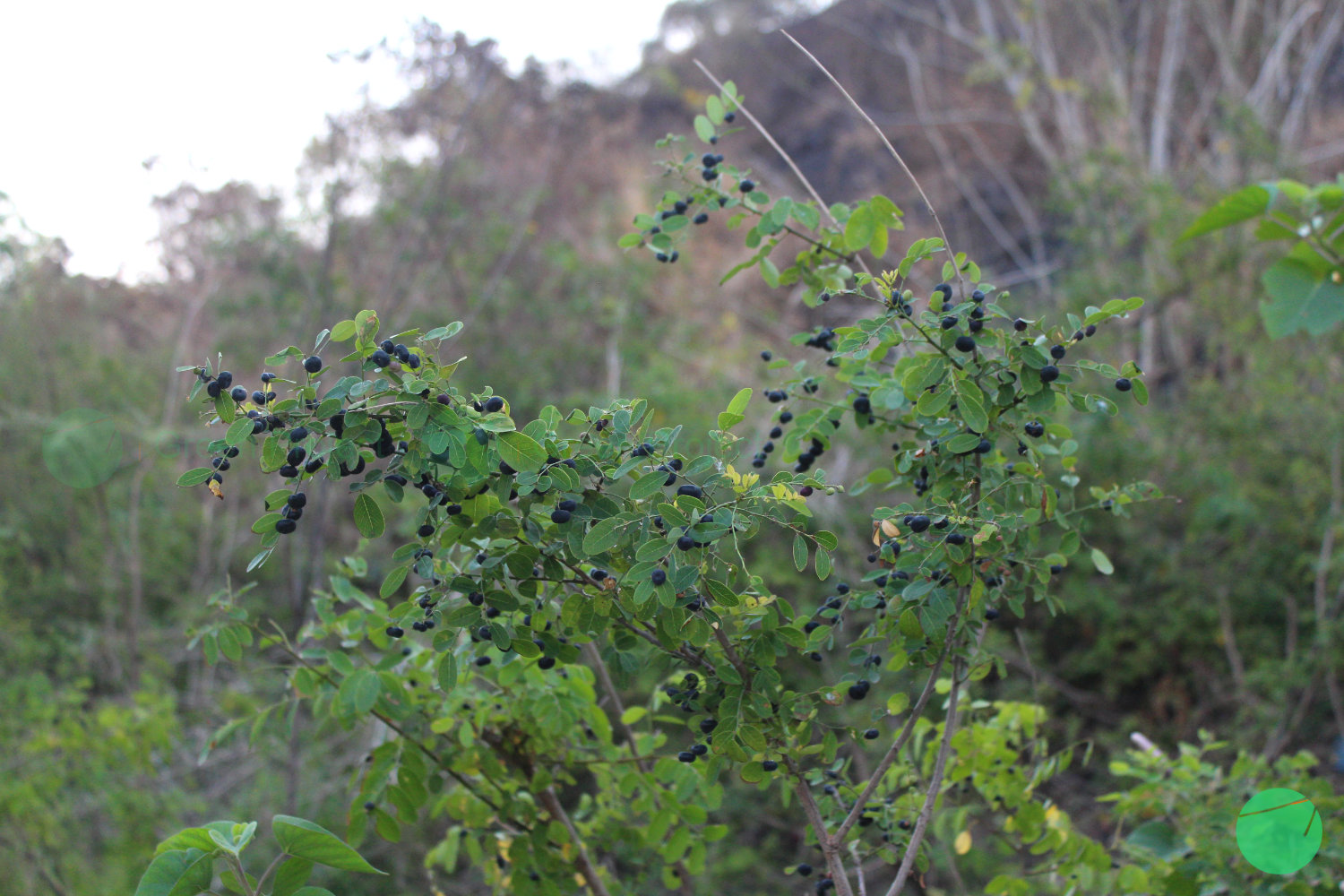 mangsian - phyllanthus reticulatus - 2.jpg