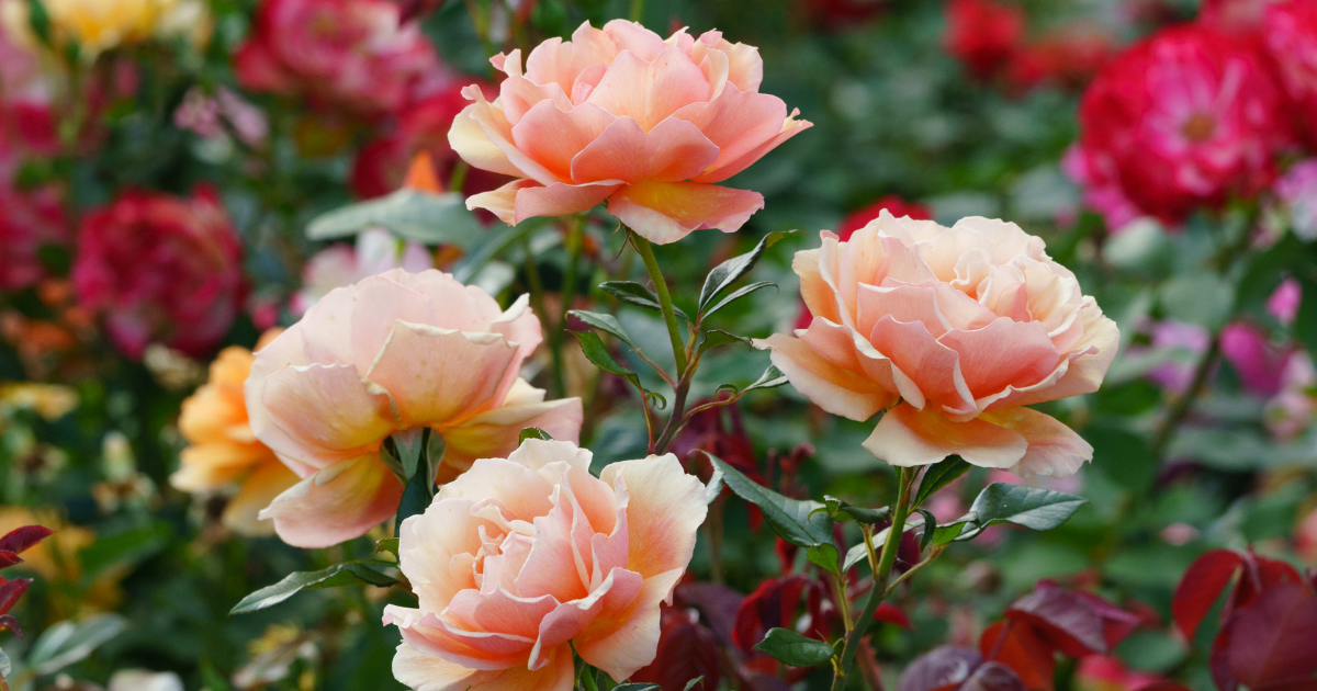 outdoor roses.png