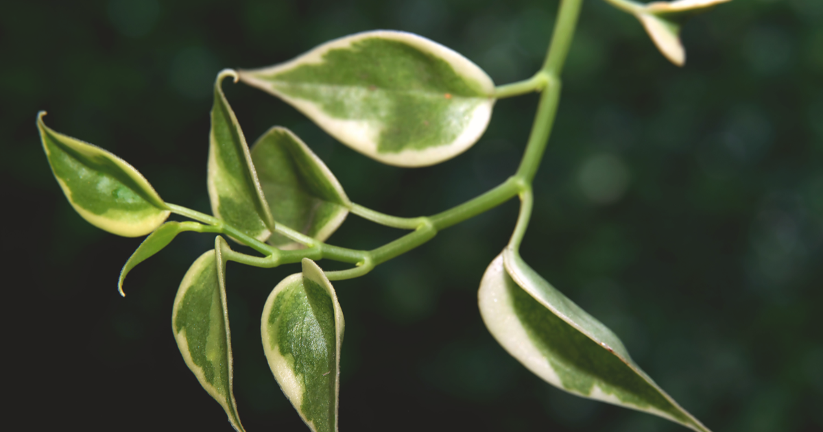 Hoya Plant stem Propagation.png