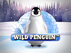 Wild Penguin