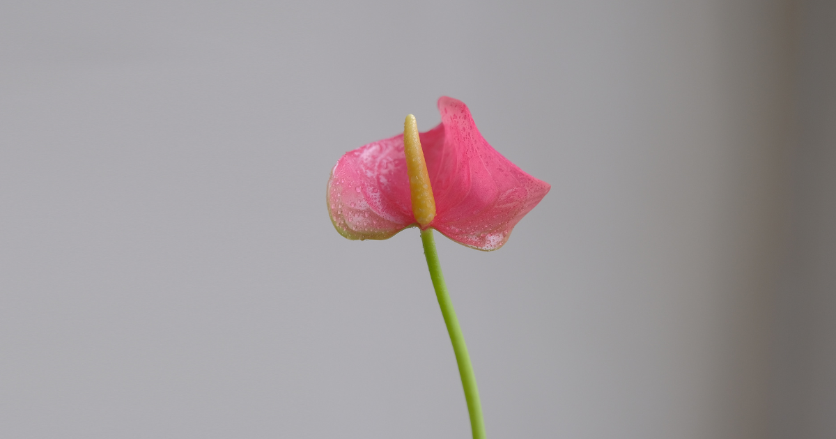 blooming Anthurium.png