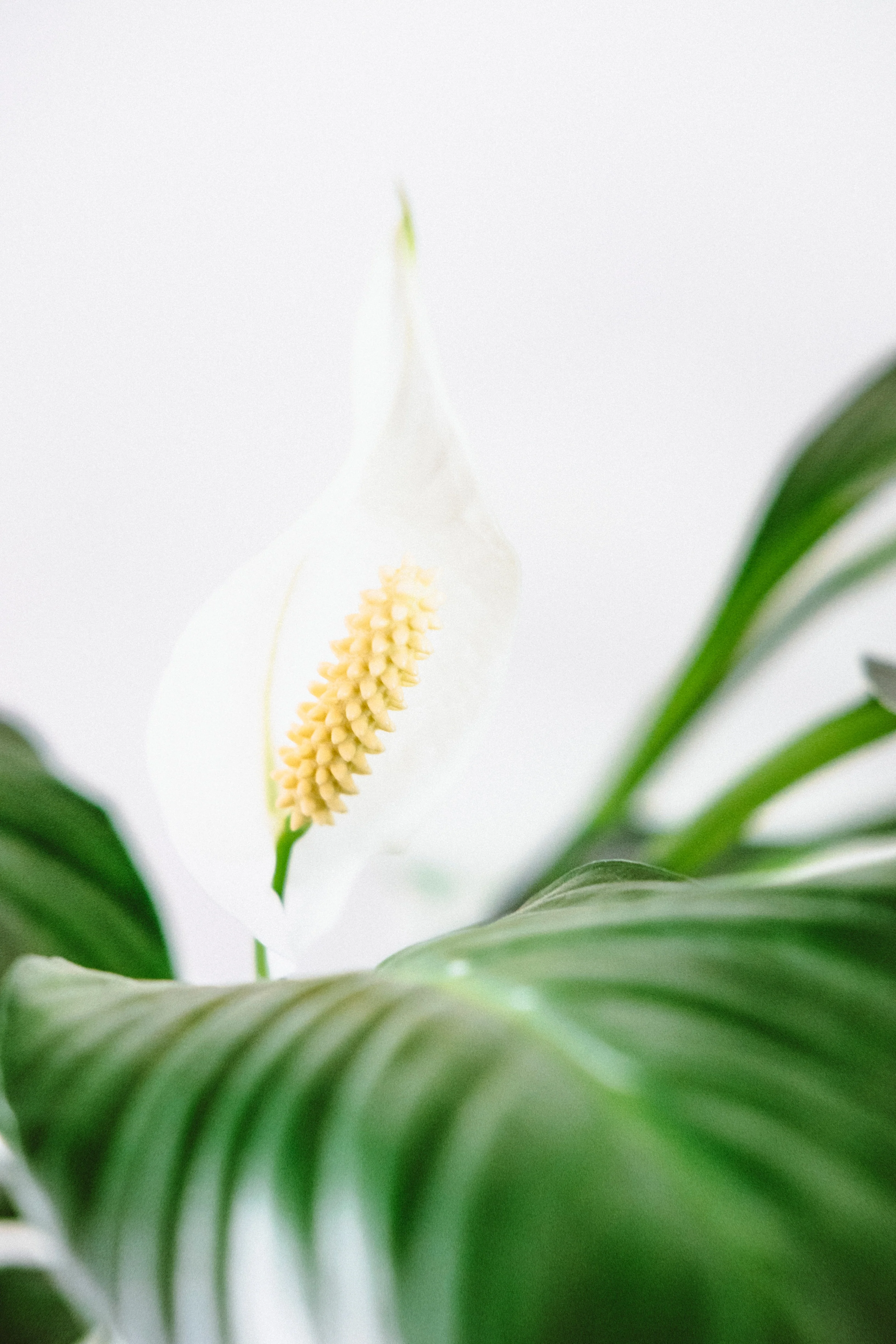 peace-lily.webp