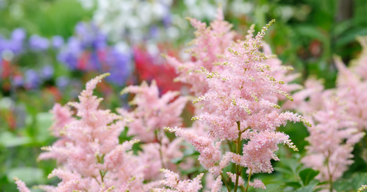 Astilbe.png