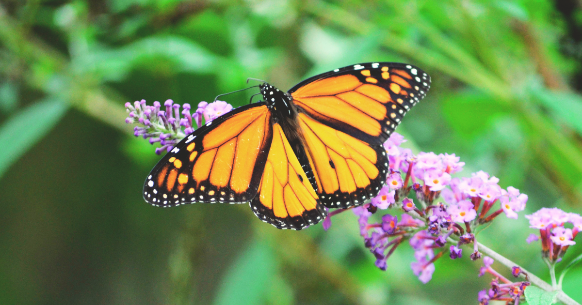 Attracting Bees and Butterflies.png