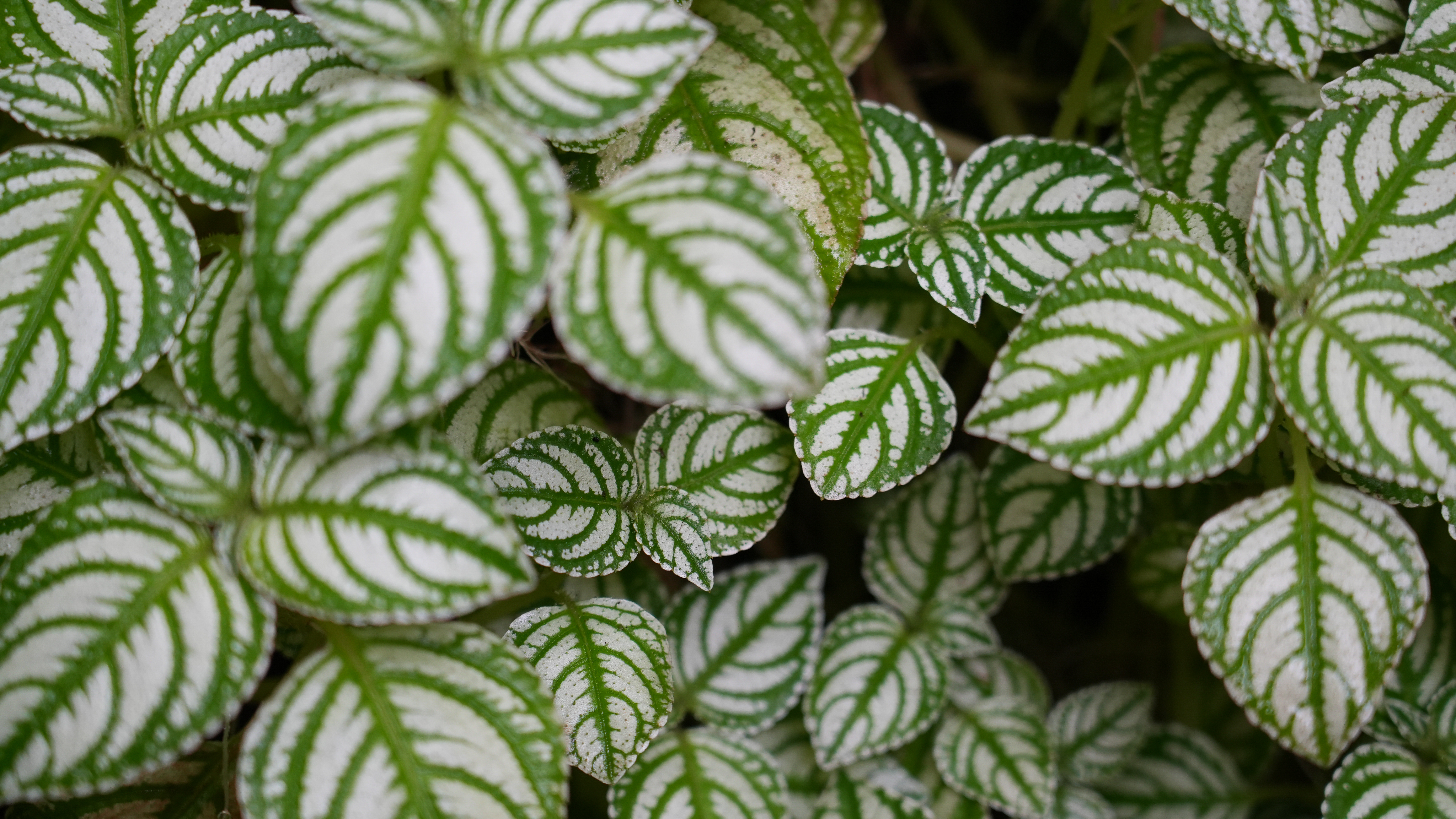 Layers of green and white leaves