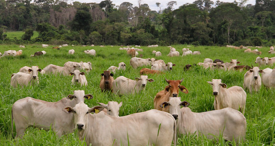 O planeta suporta dobrar o abate para produção de proteína animal?