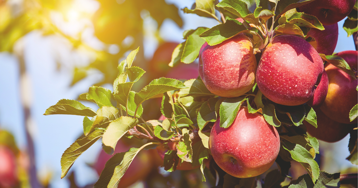 APPLES.png