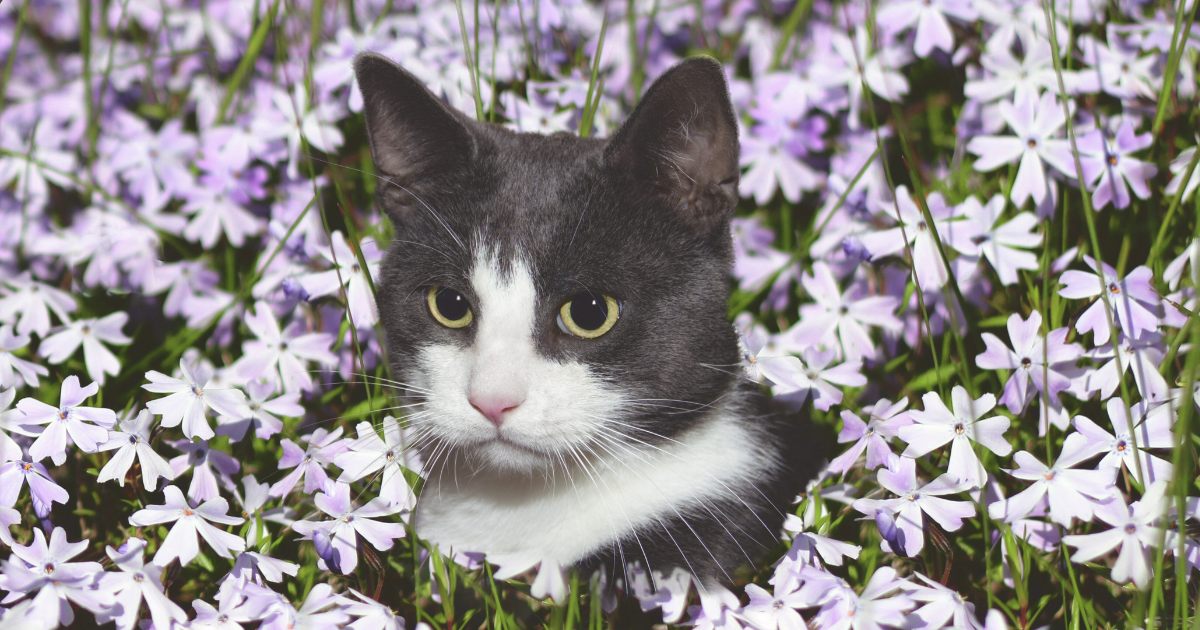 cat safe flowers (1).png