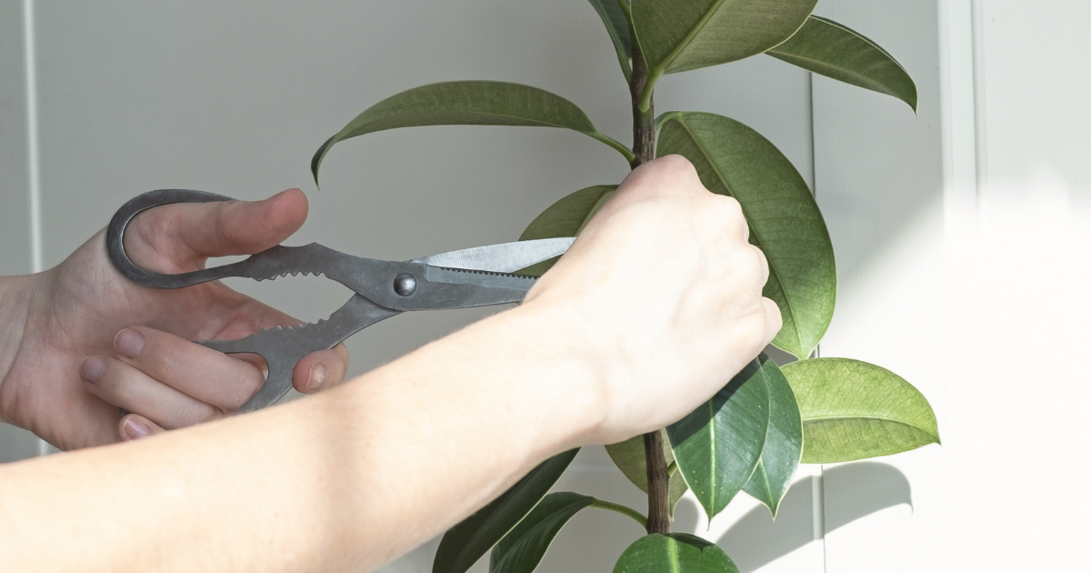 Prune a Rubber Plant (1).png