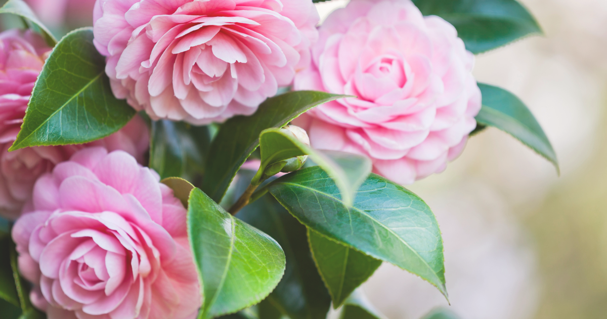 Camellias.png