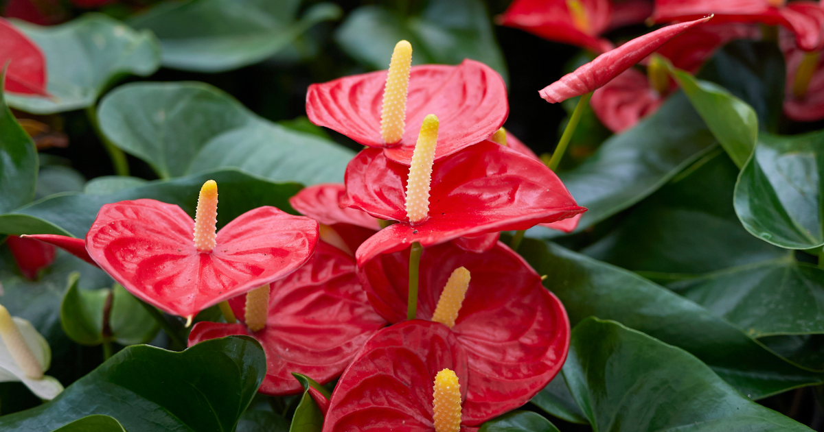 Anthurium.png