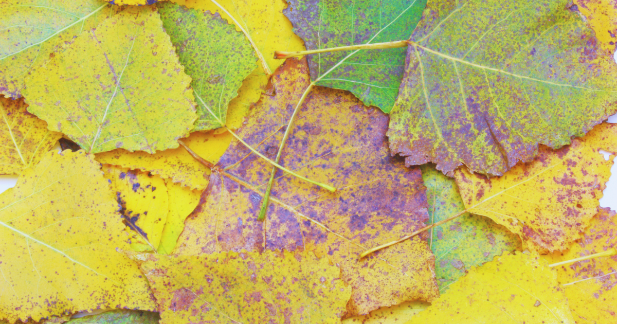 Yellow Leaves Mean You’re Not Watering Enough.png