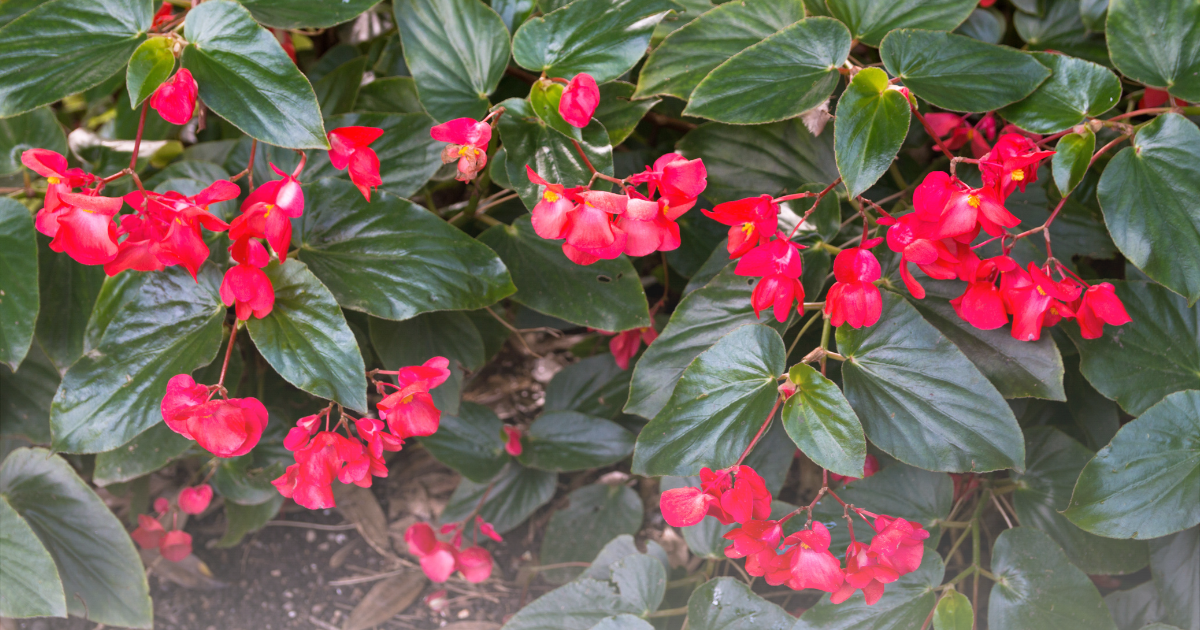 Begonia -Dragon Wing-.png