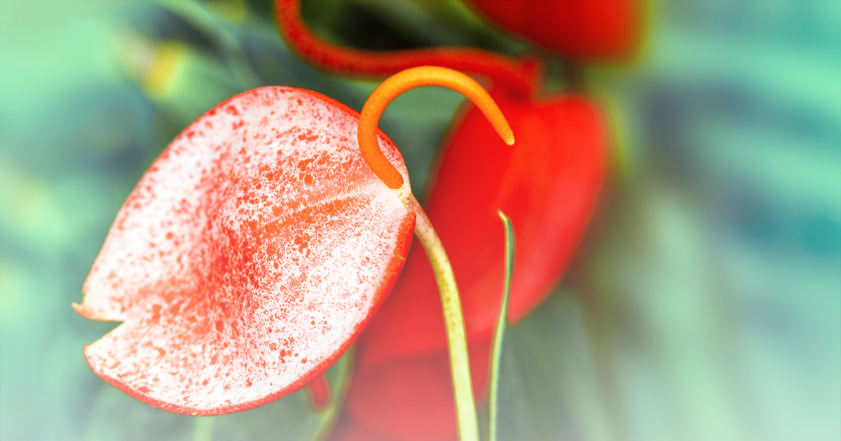 Anthurium Scherzerianum.png